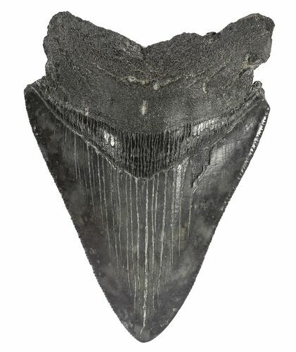 Serrated, Fossil Megalodon Tooth #54239
